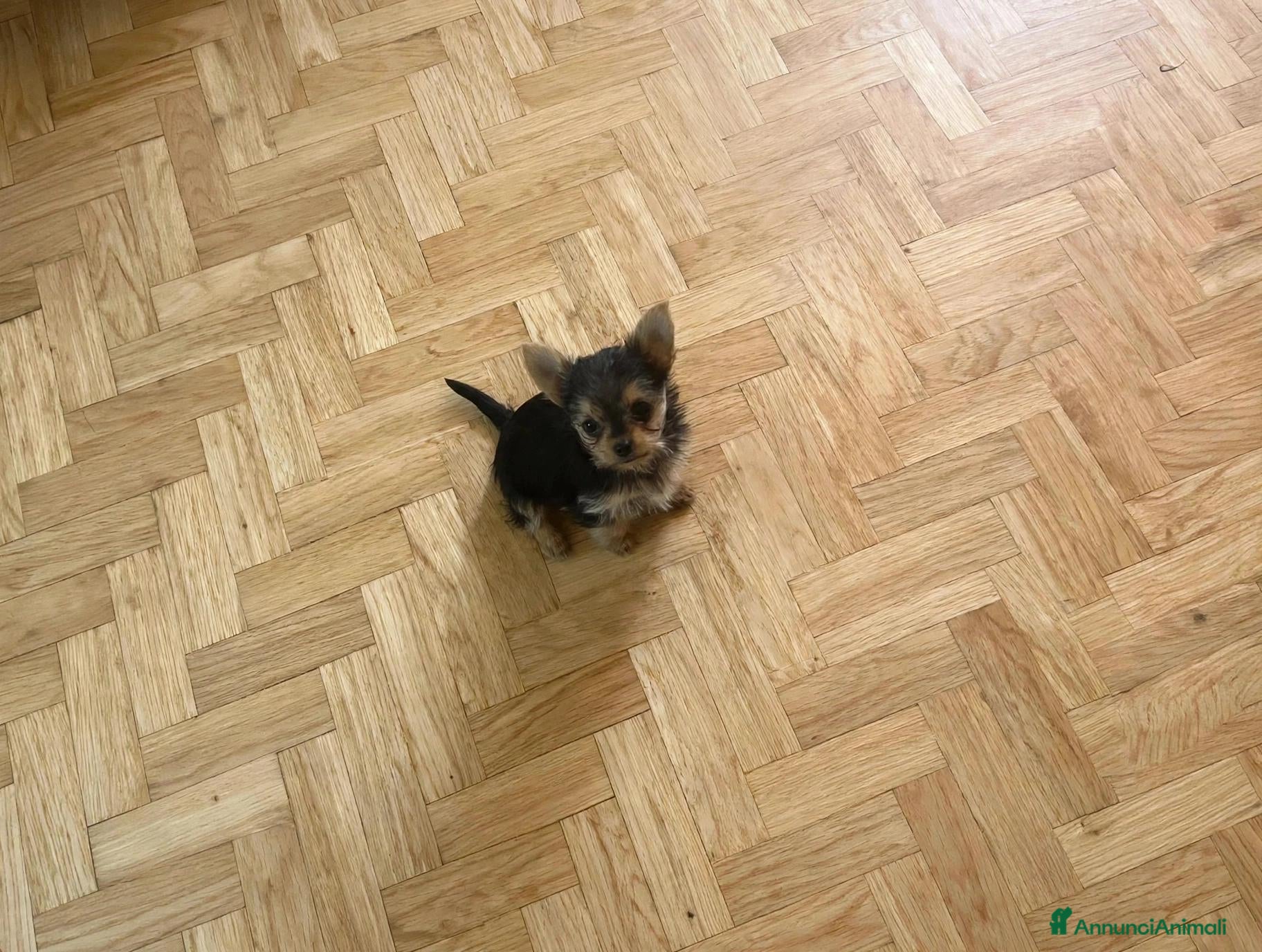 Meticcio cani Mini femminuccia mix chihuahua e yorkshire  - Annuncio 19