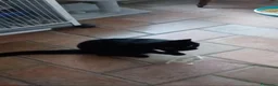 Meticcio gatti in regalo: GATTO NERO  - Annuncio 5