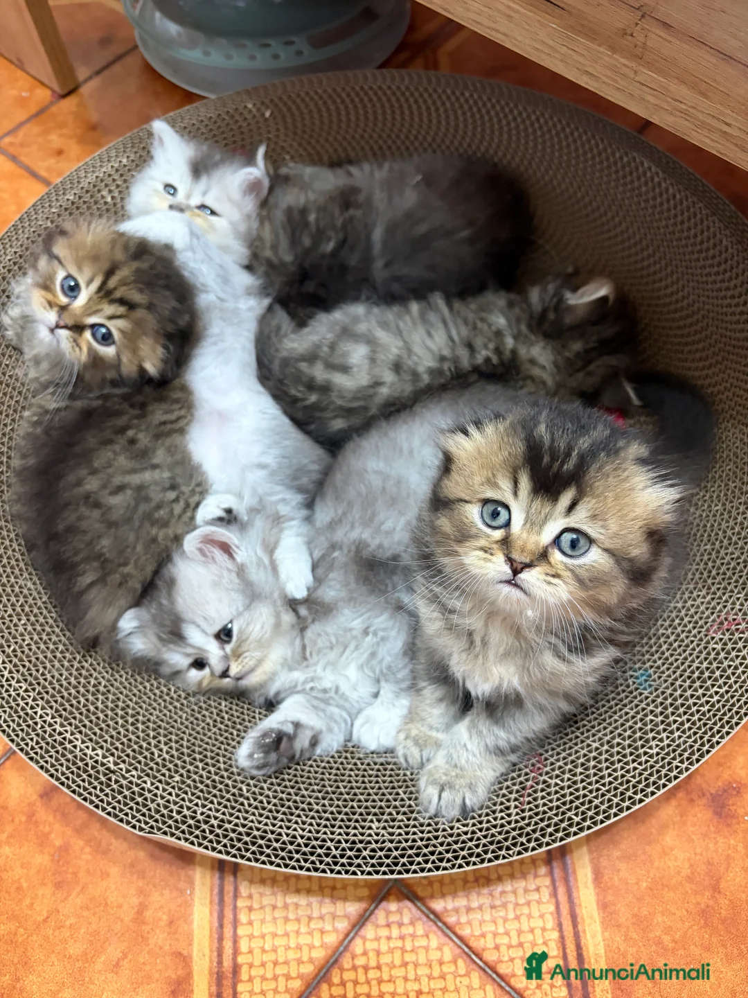 Scottish gatti in vendita: Scottish fold/straight gattini  - Annuncio 1