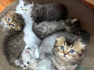 Scottish gatti Scottish fold/straight gattini - Annuncio 2