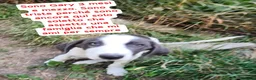 Meticcio cani in regalo: Gary un cucciolo praticamente bellissimo - Annuncio 2