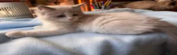 Ragdoll gatti in vendita: Ragdoll - Annuncio 5