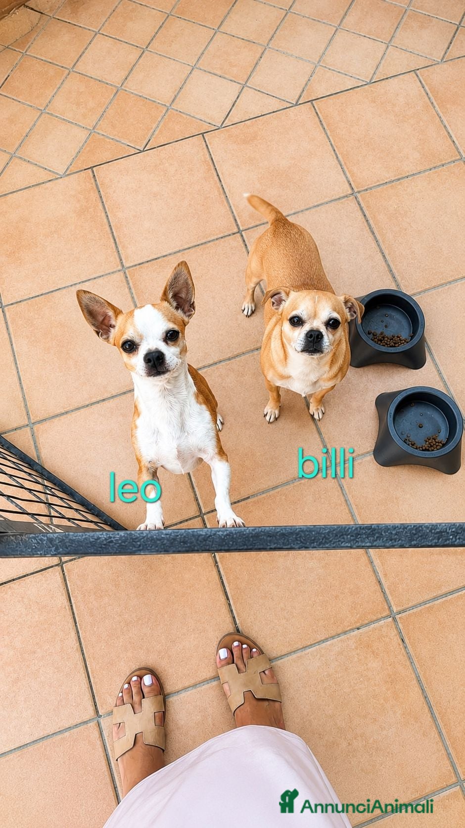 Chihuahua cani Chihuahua  - Annuncio 1