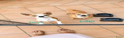 Chihuahua cani in regalo: Chihuahua  - Annuncio 1