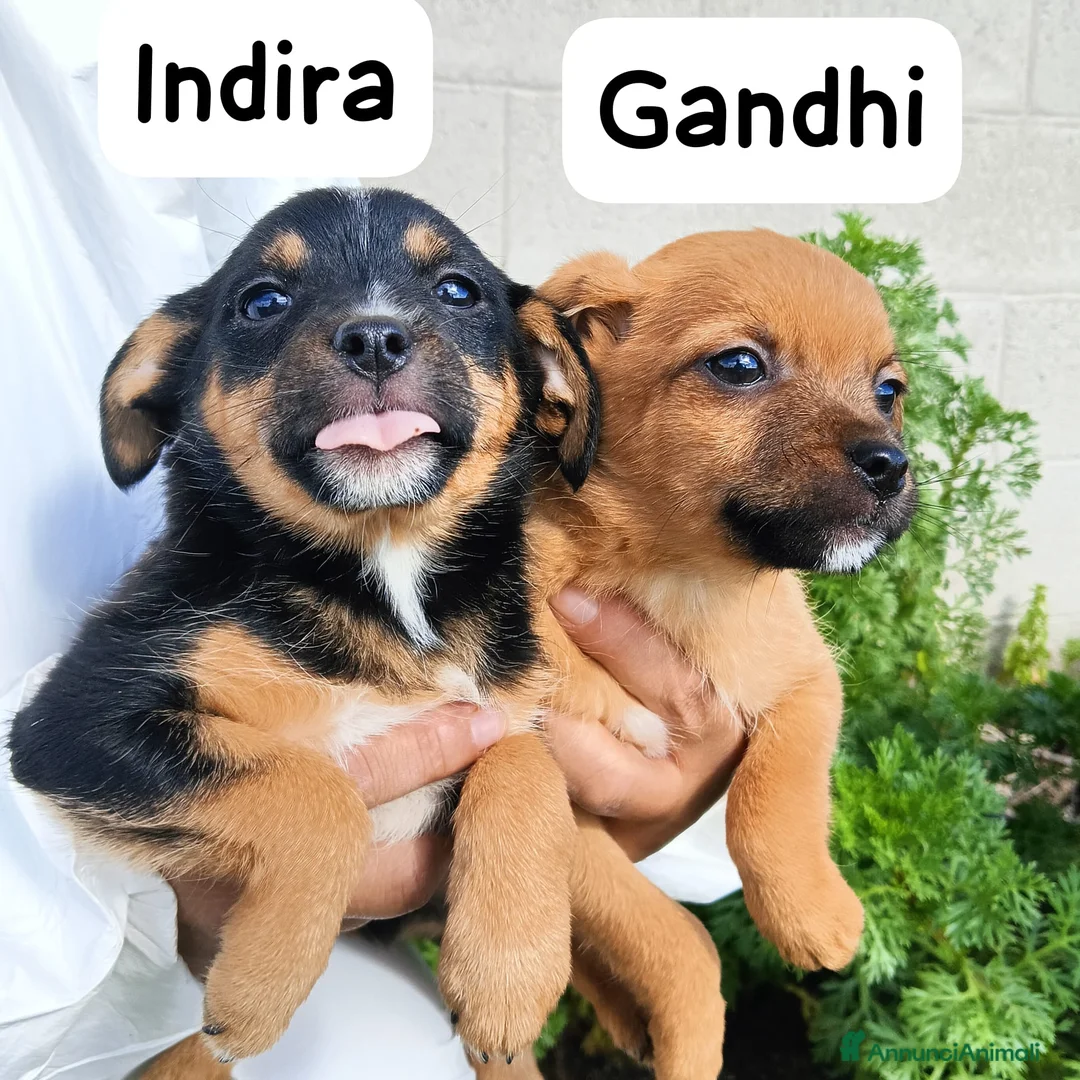 Meticcio cani in regalo: Tanti cuccioli cercano un porto sicuro - Annuncio 8