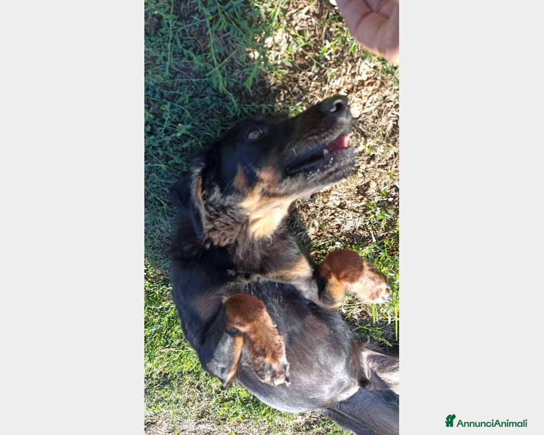 Meticcio cani in regalo: LUCKY Cane simil segugetto Maschio a Latina - Annuncio 4