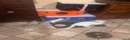 Meticcio gatti in regalo: GATTINE BIANCHE a Provincia di Cuneo - Annuncio 4