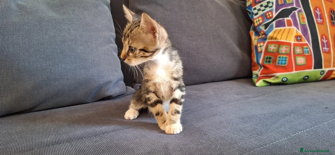 Europeo gatti in regalo: Yuky minuscolo micino cerca casa  - Annuncio 5