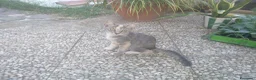 Meticcio gatti in regalo: Gattina - Annuncio 2