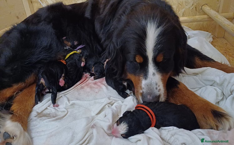 Bovaro del Bernese cani a Città metropolitana di Milano - Annuncio 2