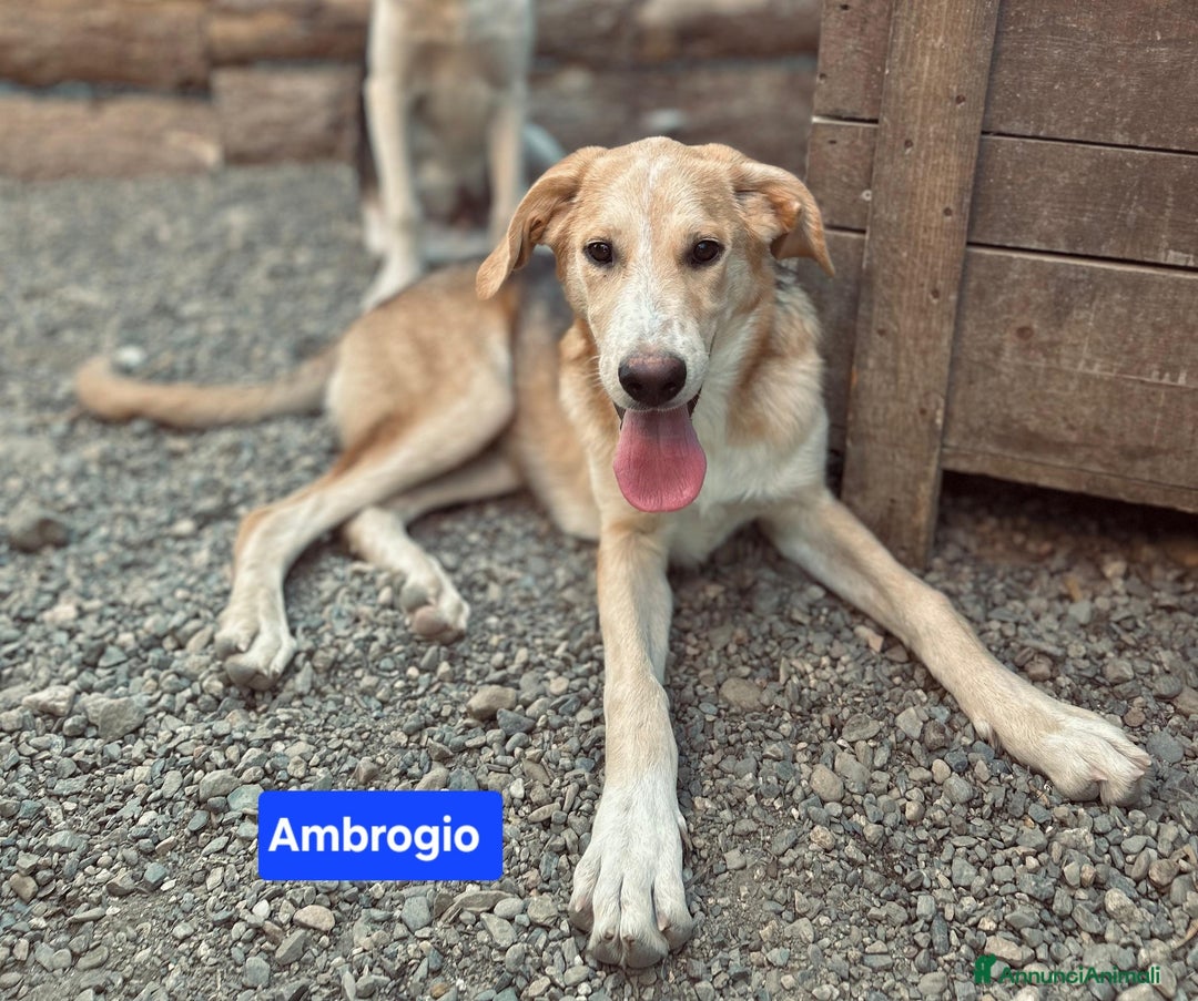 Meticcio cani in regalo: Angy Alex Arcibaldo Antony Asterix e Ambrogio - Annuncio 2
