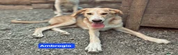 Meticcio cani in regalo: Angy Alex Arcibaldo Antony Asterix e Ambrogio - Annuncio 2
