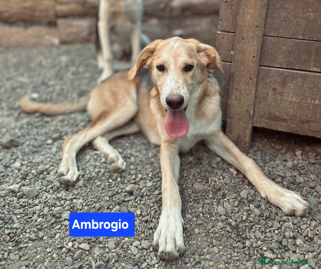 Meticcio cani in regalo: Angy Alex Arcibaldo Antony Asterix e Ambrogio - Annuncio 2
