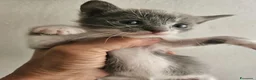 Meticcio gatti in vendita: Gattino  - Annuncio 5