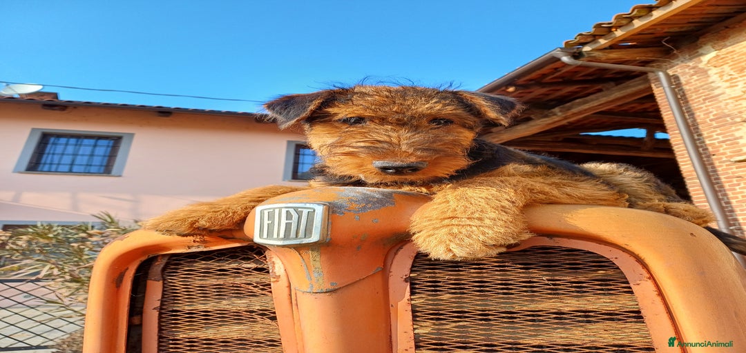 Immagine della galleria {{count}}