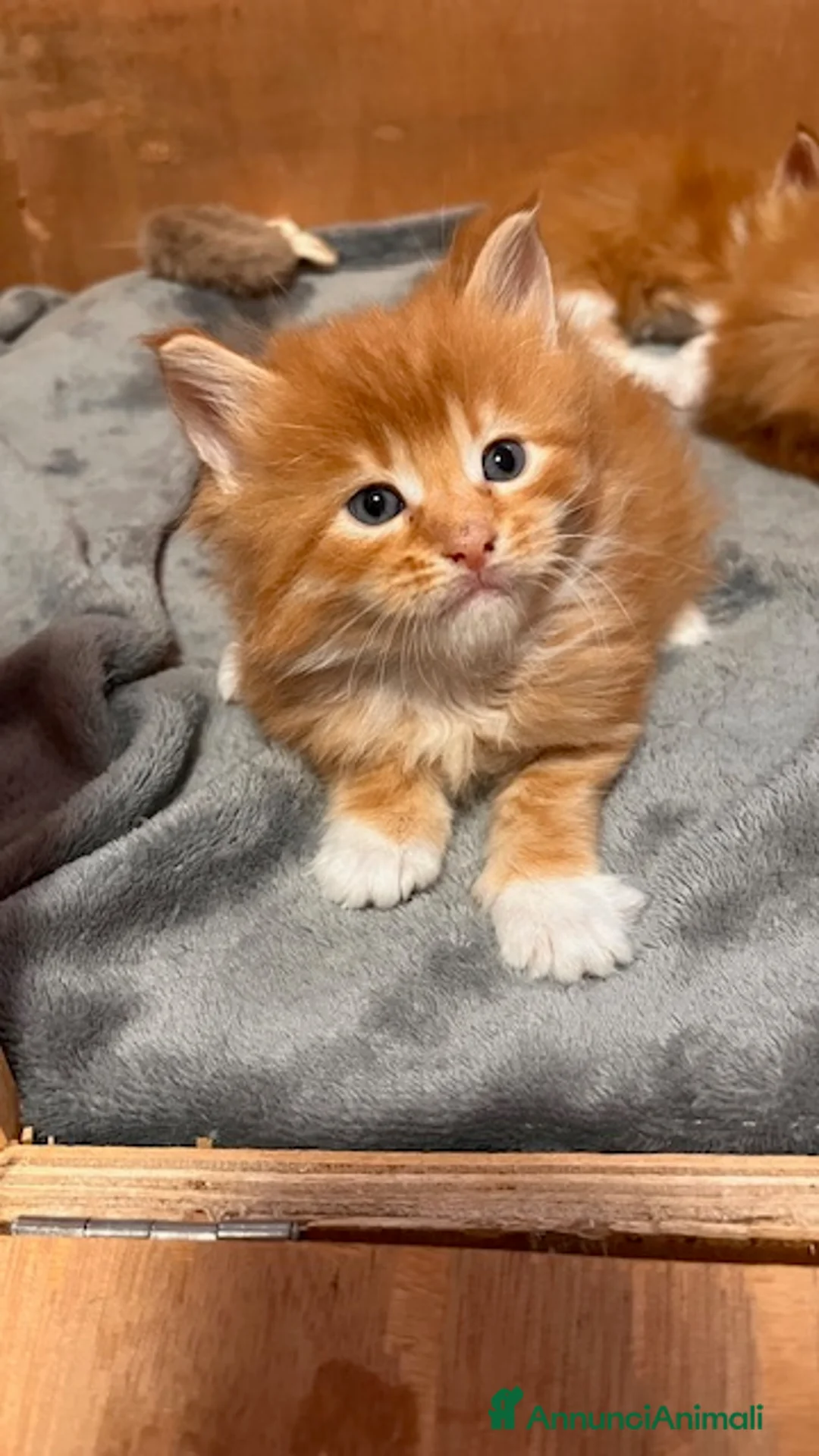 Maine Coon gatti in vendita: Cuccioli Maine Coon - Annuncio 2