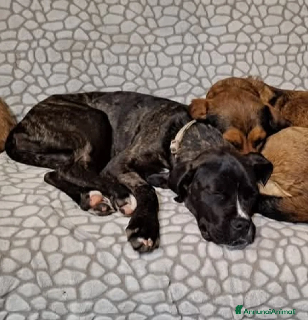 Meticcio cani in regalo: Kira cerca casa  - Annuncio 7