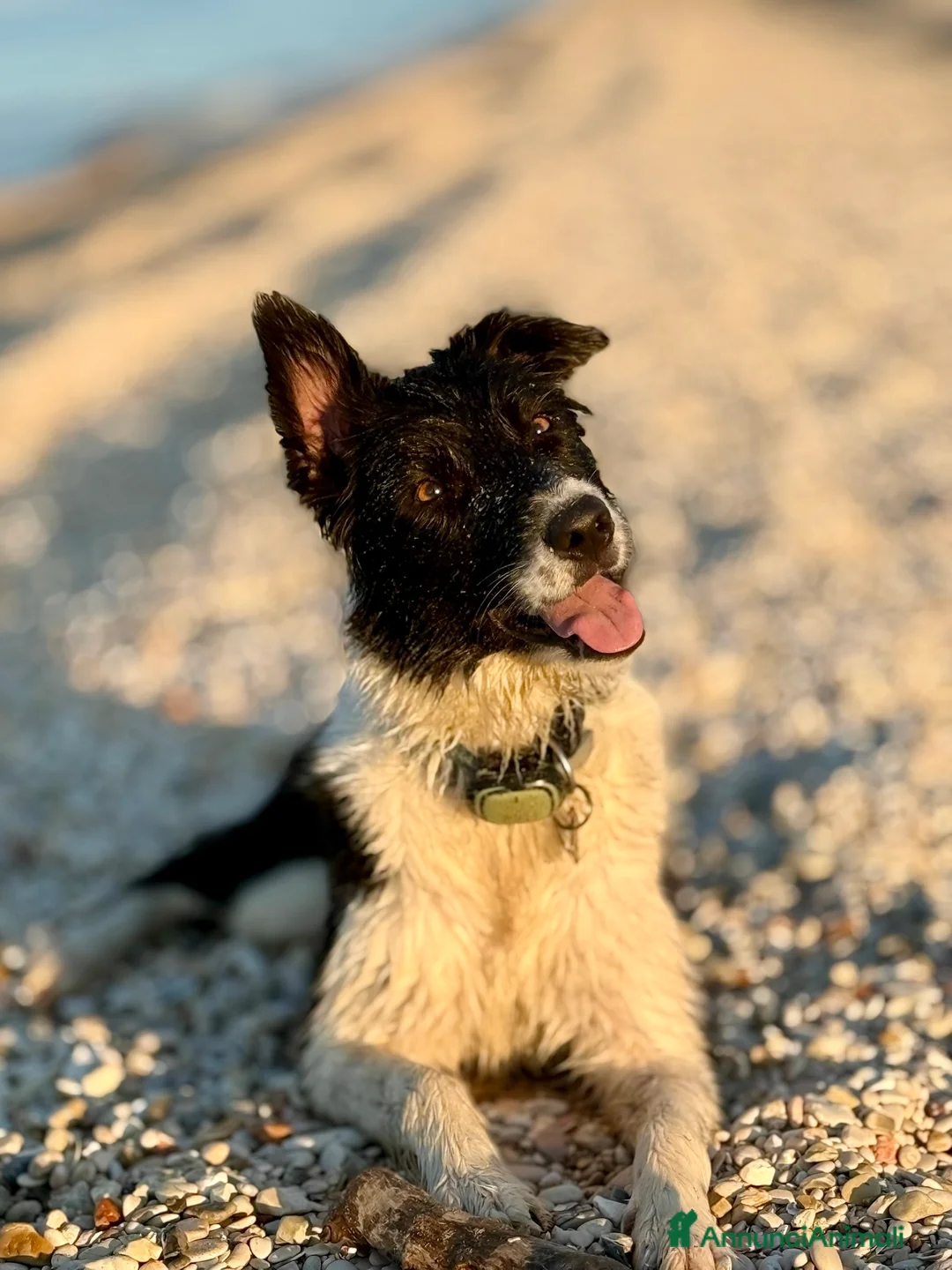 Border Collie cani per accoppiamento: Yuma cerca un fidanzato - Annuncio 10
