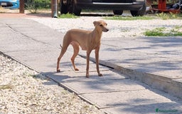 Levriero cani in vendita: Piccolo levriero italiano  a Provincia di Prato - Immagine 12