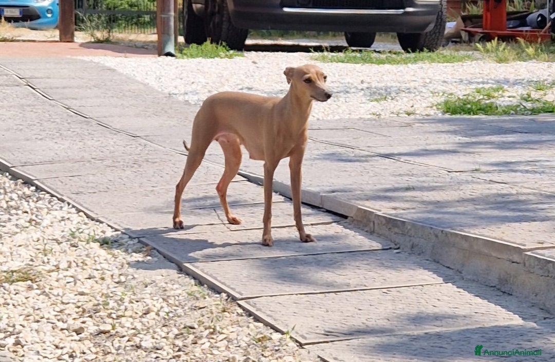 Levriero cani in vendita: Piccolo levriero italiano  a Provincia di Prato - Immagine 12