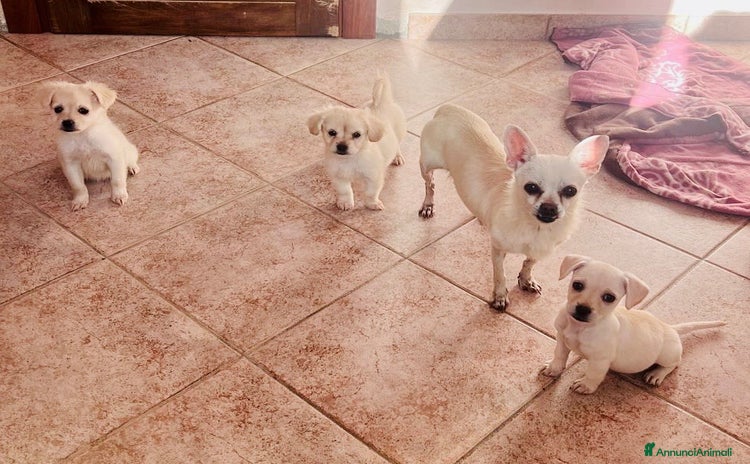 Meticcio gatti - Annuncio 1