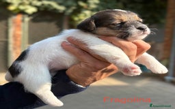 Jack Russell cani in vendita: CUCCIOLI DI JACK RUSSELL TERRIER CON PEDIGREE - Immagine 4