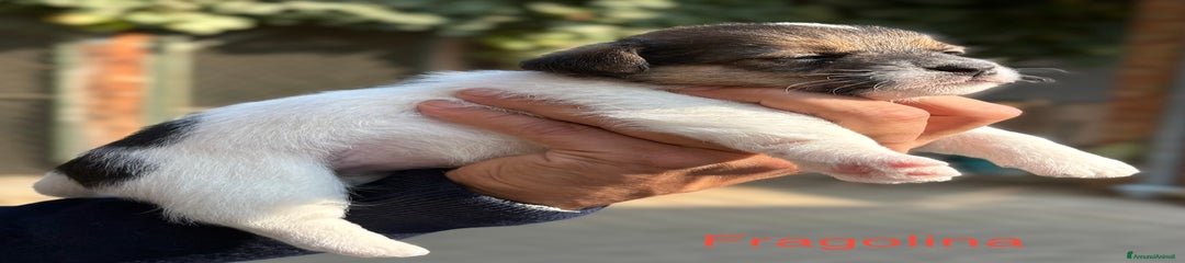 Jack Russell Cucciolo 3