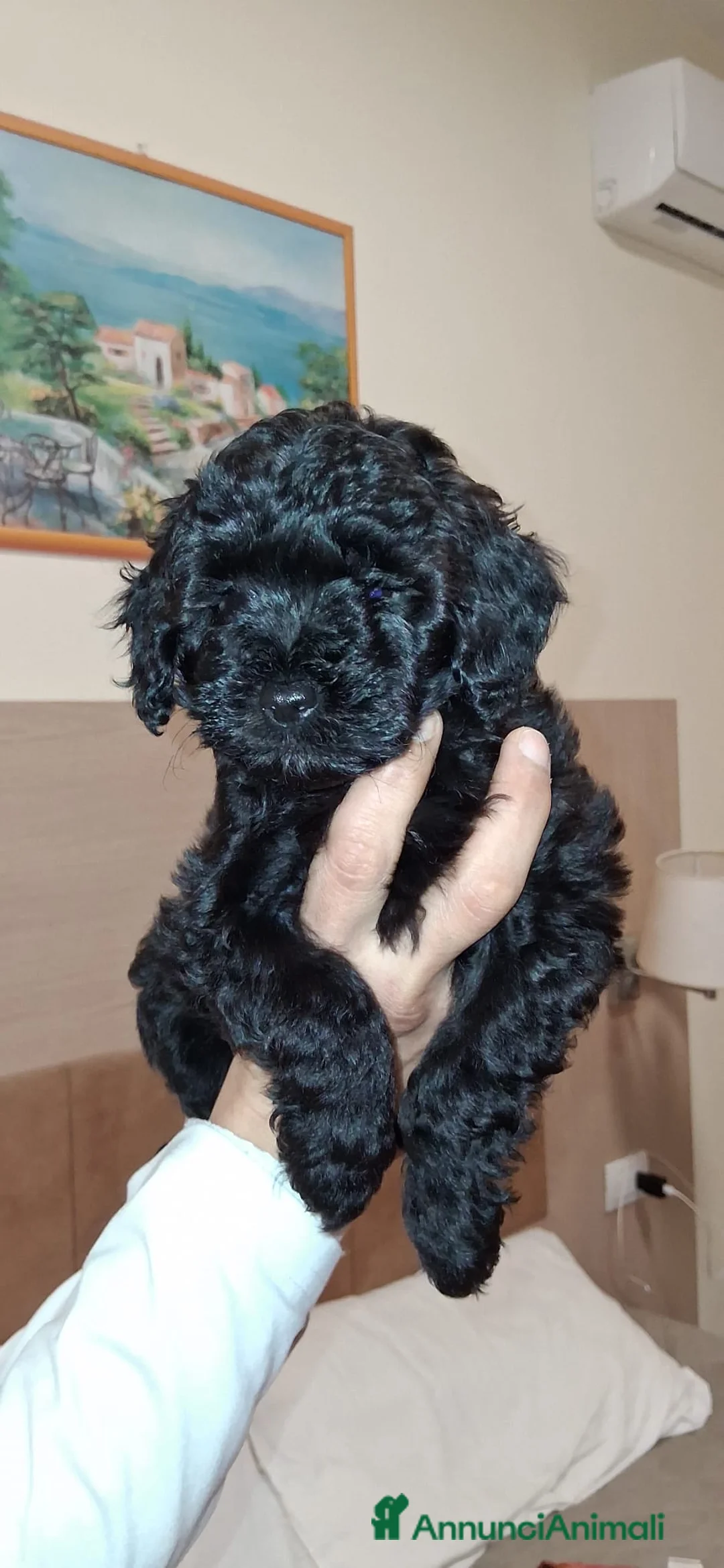 Maltipoo cani in vendita: Maltipoo  - Annuncio 3