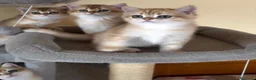British gatti in vendita: Meravigliosi cuccioli di british shorthair golden - Annuncio 7