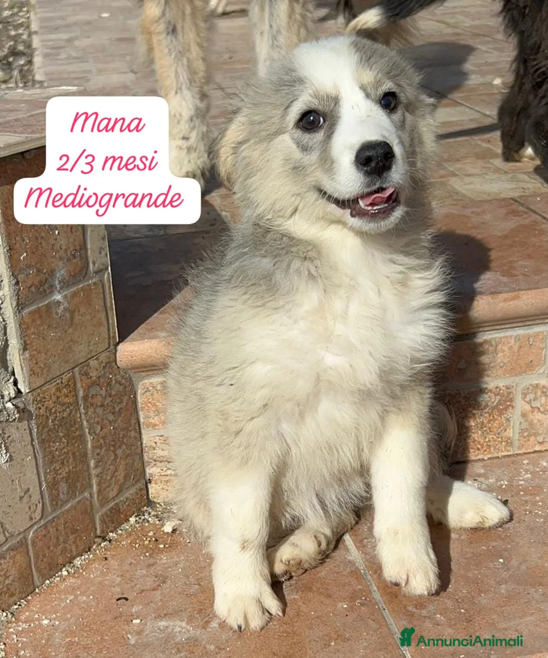 Meticcio cani in regalo: Adotta un invisibile cucciolo - Annuncio 2