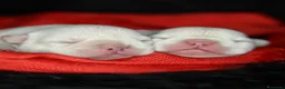 Bulldog Francese cani in vendita: Cucciola di bulldog francese - Annuncio 3