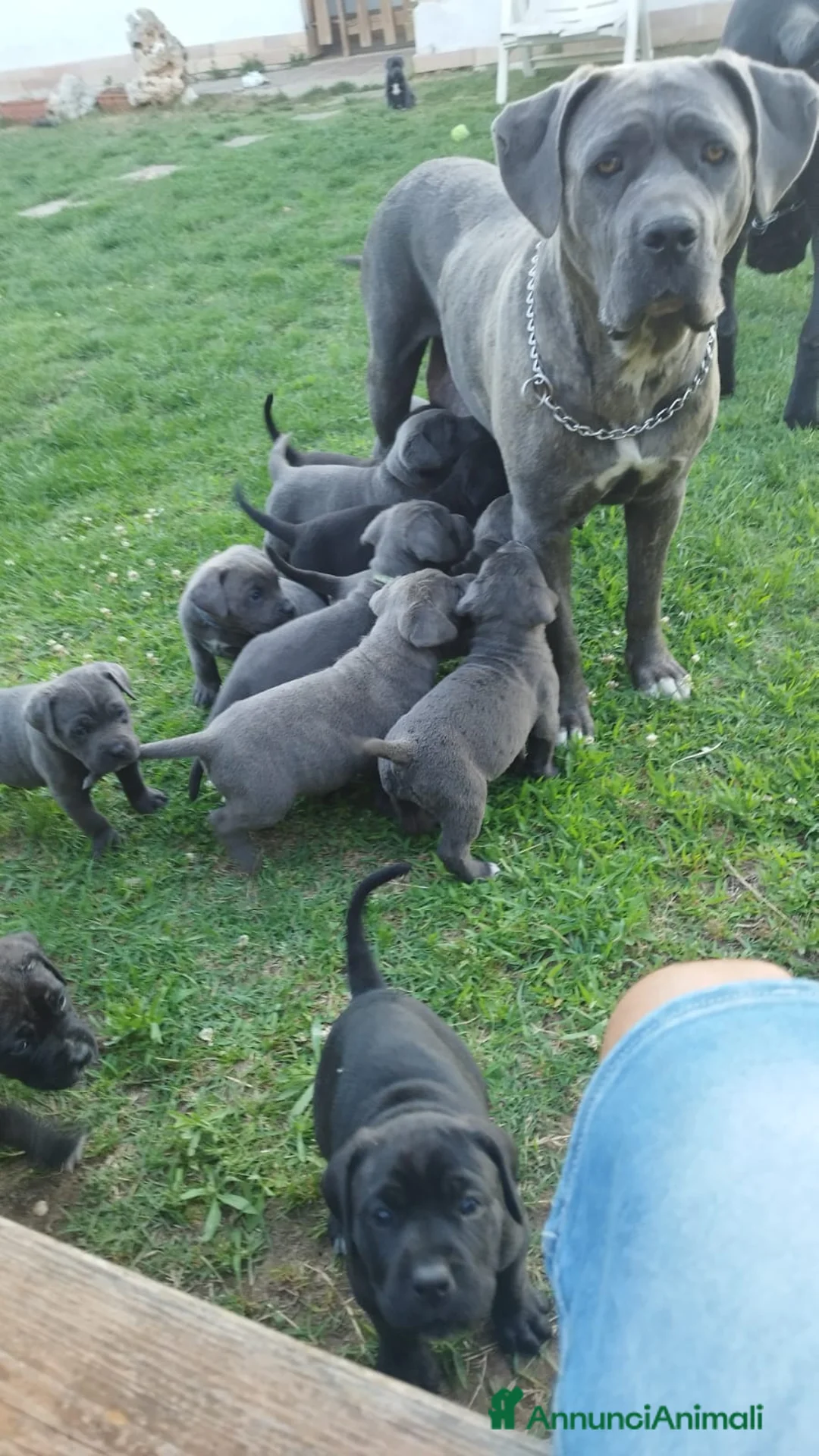 Cane Corso cani in vendita: Cuccioli di cane corso  - Annuncio 4
