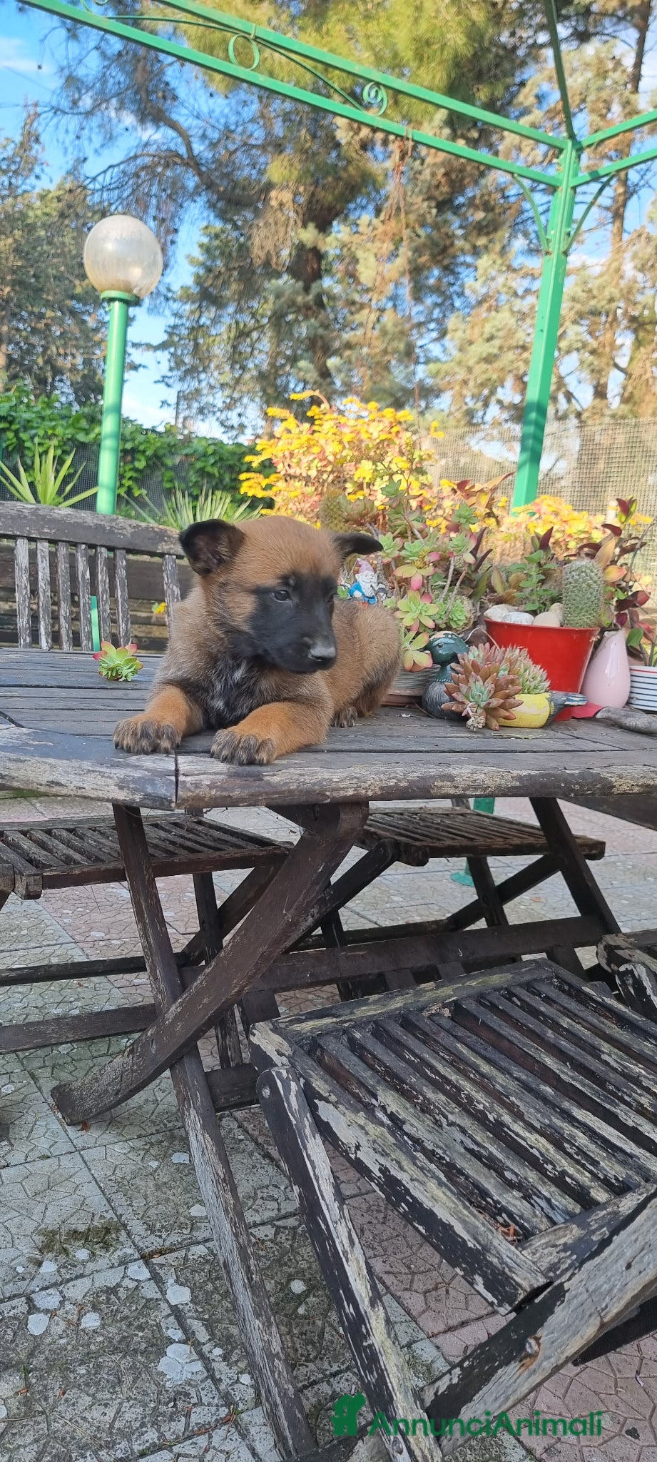 Pastore Belga cani Cuccioli Pastore Belga Malinois con pedigree  - Annuncio 1