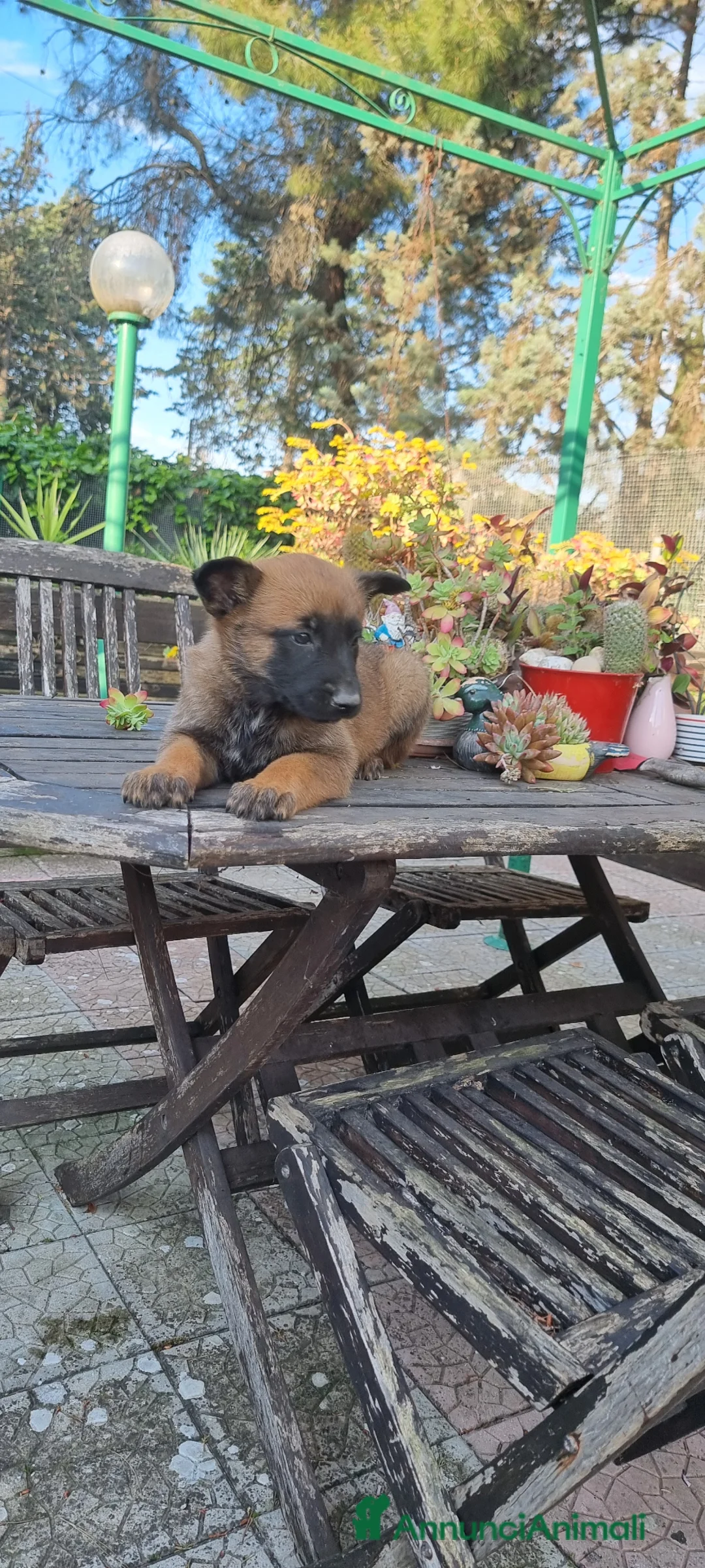 Pastore Belga cani in vendita: Cuccioli Pastore Belga Malinois con pedigree  - Annuncio 1