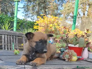 Pastore Belga cani Cuccioli Pastore Belga Malinois con pedigree - Annuncio 1