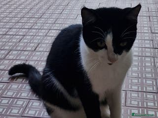 Europeo gatti Micina mera/bianca 5mesi e 1/2 SOS CASA VOGHERA PV - Annuncio 31