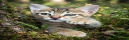 Meticcio gatti in regalo: 4 bellissimi micetti di circa due mesi  - Annuncio 2