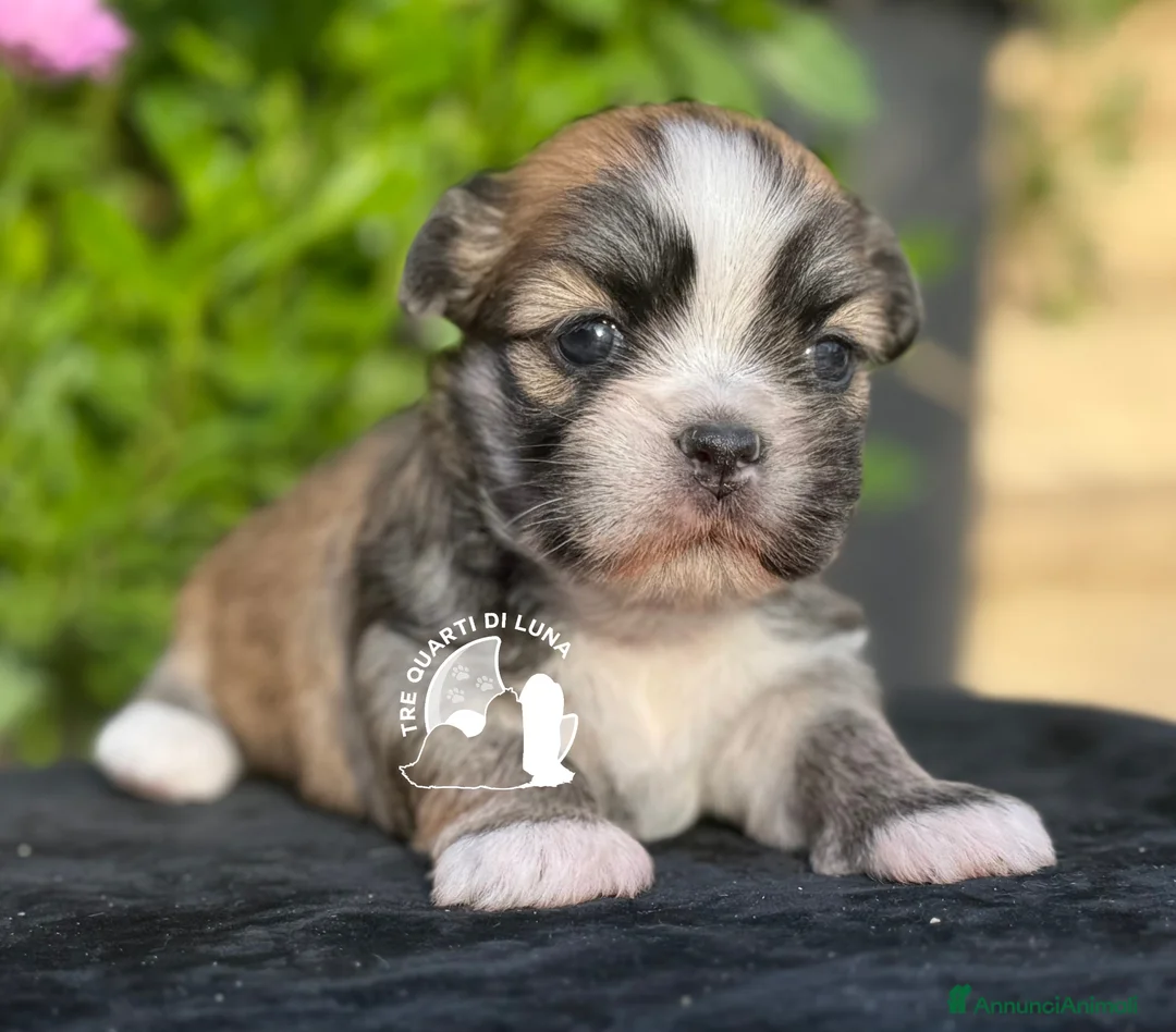 Maltipoo cani in vendita: Lhasa Apso Maltipoo Barboncino Tre Quarti di Luna - Annuncio 1