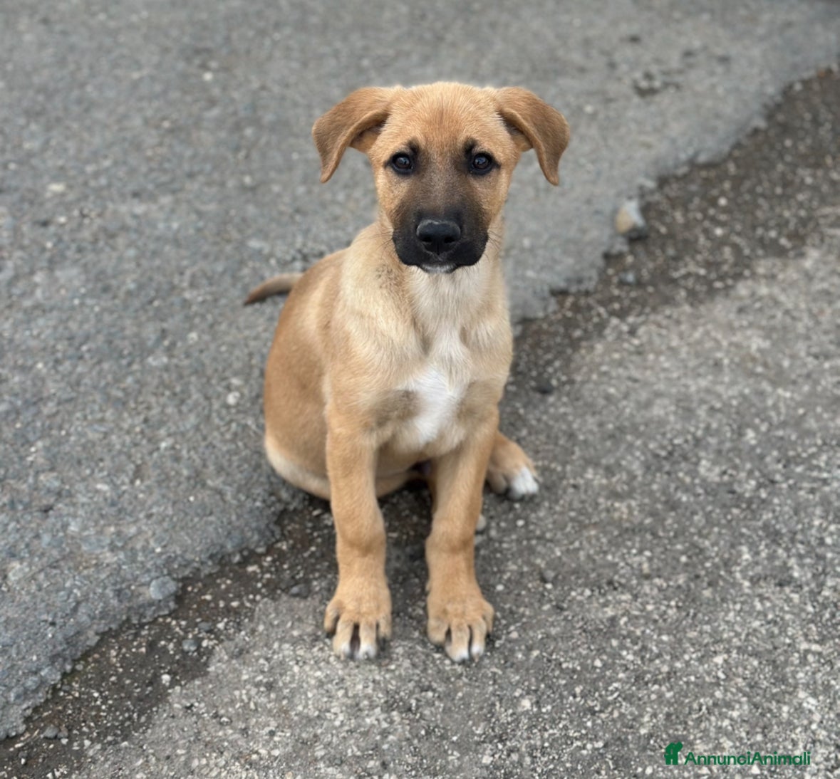 Meticcio cani RUDY IN CERCA DI ADOZIONE - Annuncio 8