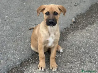 Meticcio cani RUDY IN CERCA DI ADOZIONE - Annuncio 12