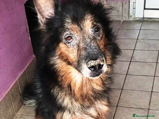 Altre razze cani Spago, dolcissimo, adozione del cuore a Città metropolitana di Roma Capitale - Annuncio 33