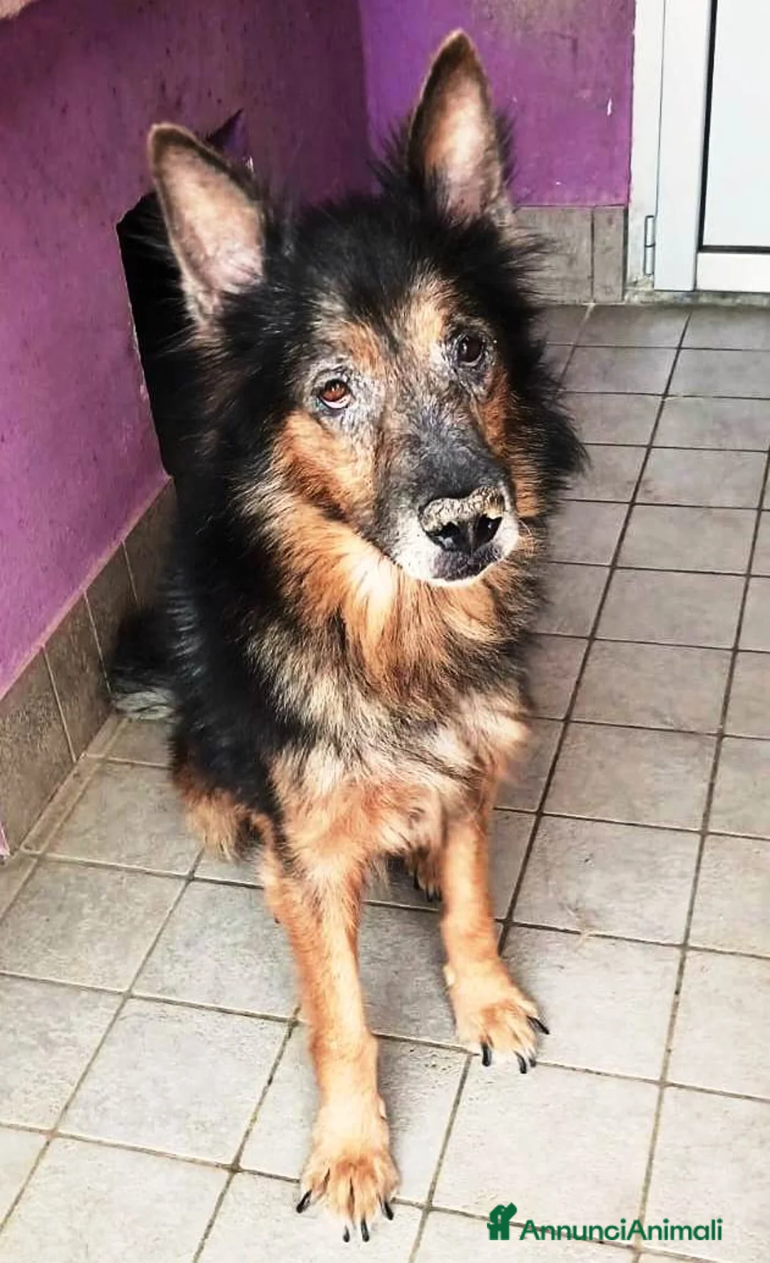 Altre razze cani in regalo: Spago, dolcissimo, adozione del cuore  a Città metropolitana di Roma Capitale - Annuncio 1