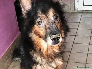 Altre razze cani Spago, dolcissimo, adozione del cuore a Città metropolitana di Roma Capitale - Annuncio 16