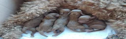 Barboncino cani in vendita: Barbonici Nano a Libero consorzio comunale di Enna - Annuncio 5