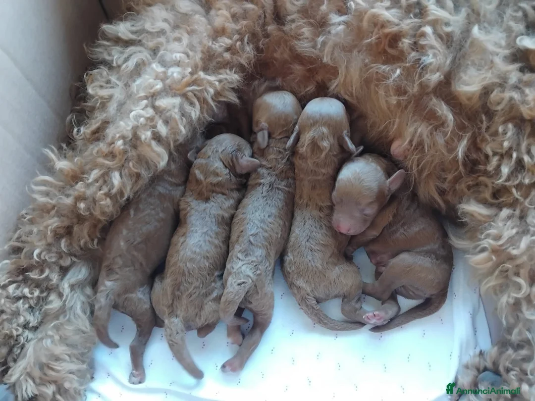 Barboncino cani in vendita: Barbonici Nano a Libero consorzio comunale di Enna - Annuncio 5