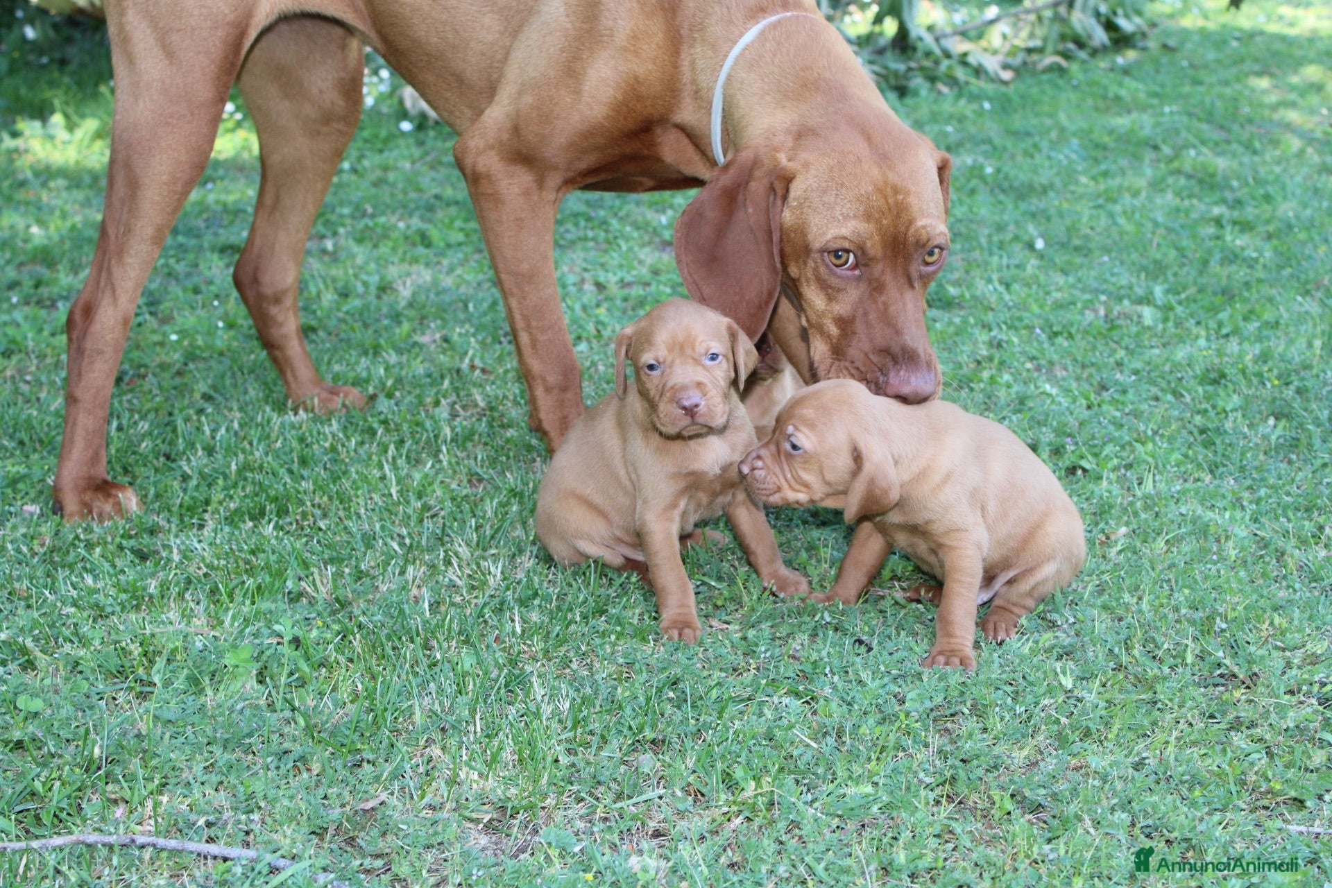 Bracco cani Cuccioli di bracco ungherese con pedigree di20 - Annuncio 1