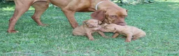 Bracco cani in vendita: Cuccioli di bracco ungherese con pedigree di20 - Annuncio 1