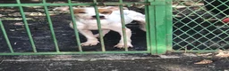 Meticcio cani in regalo: Lilli cerca casa a Città metropolitana di Catania - Annuncio 3