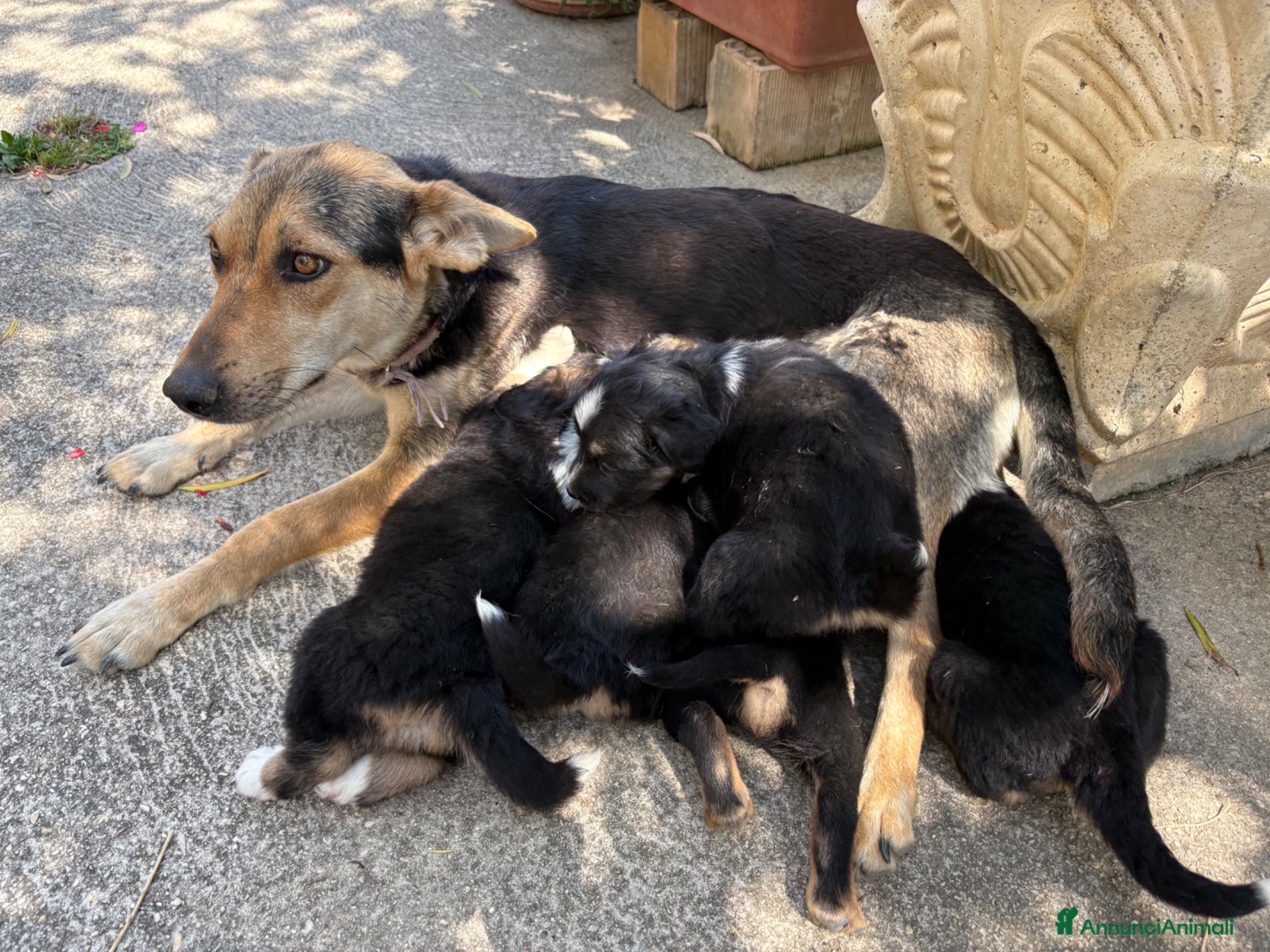 Meticcio cani in regalo: Regalo cuccioli di cane meticci  a Provincia di Chieti - Annuncio 5