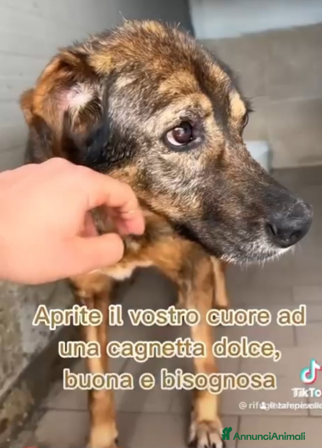 Meticcio cani in regalo: Brownie femmina 12ANNI DI CANILE!!! NAPOLI SOS SOS a Città Metropolitana di Milano - Annuncio 6